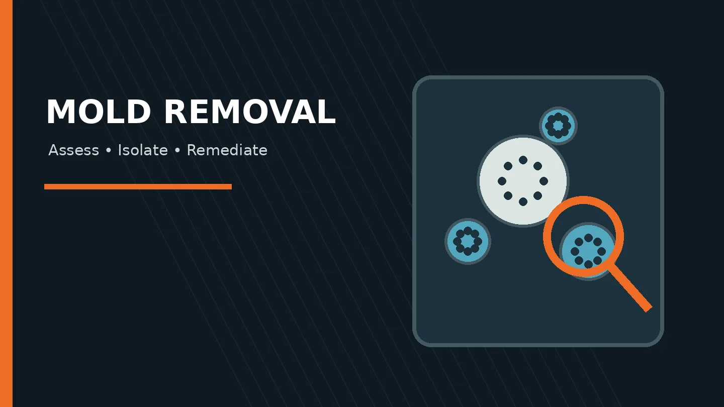 Editorial illustration for attic mold removal in Anderson South Carolina